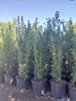 Podocarpus Hedges 15gl 5.5-6ft 🏡$45