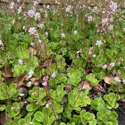 Perennial Plant, Ground Covers Plant 