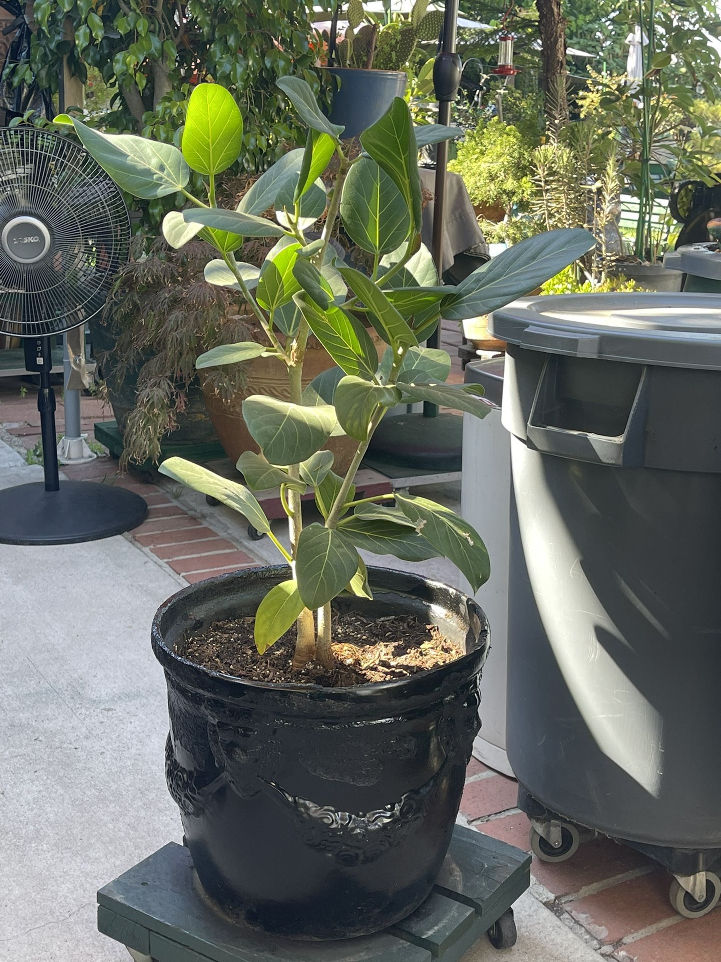 Ficus Altissima in a 16" Diameter Clay Pot