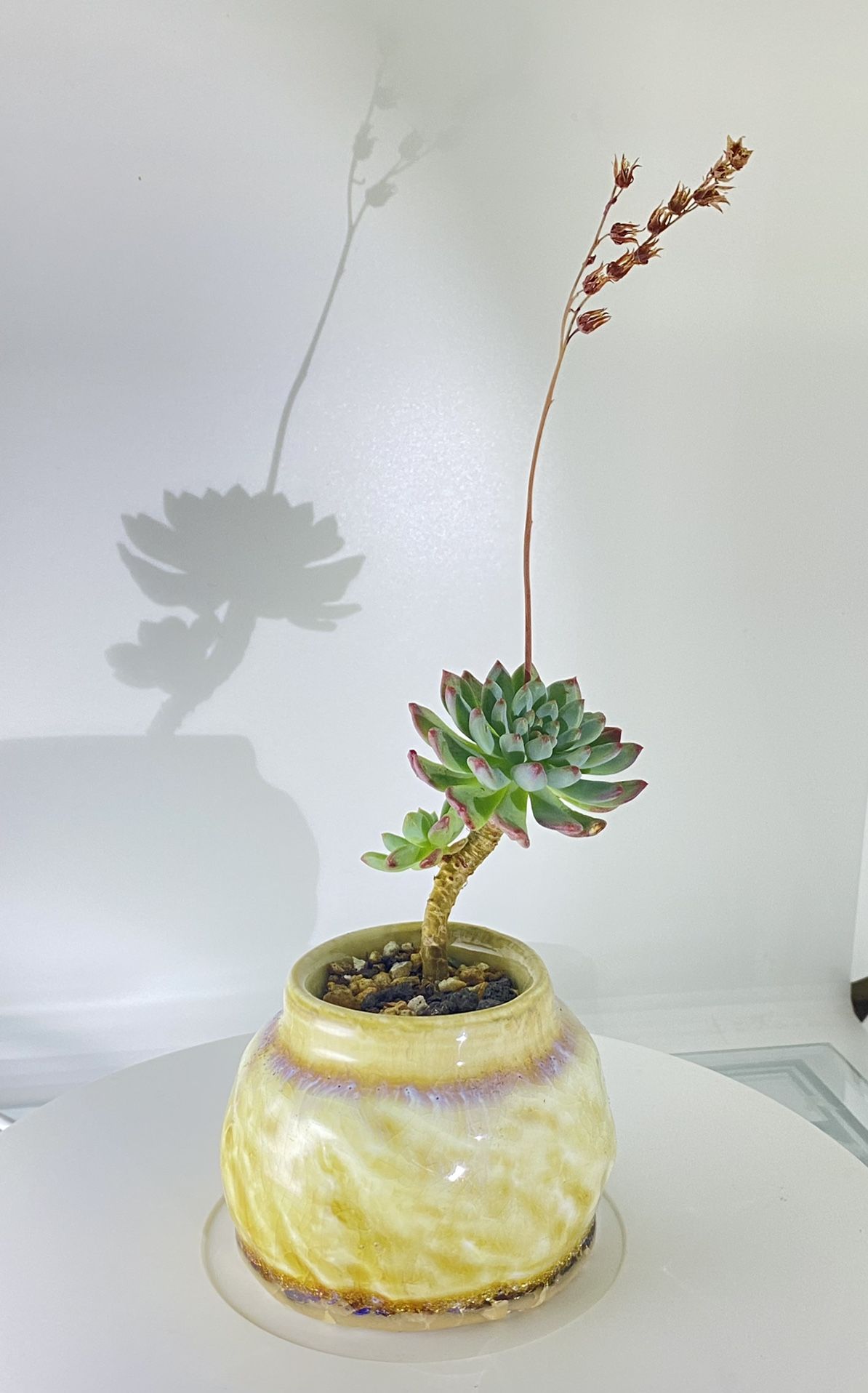 Succulent In 4” Ceramic Planter Pot