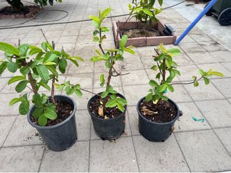 Ổi xá lị (grafted) less seed