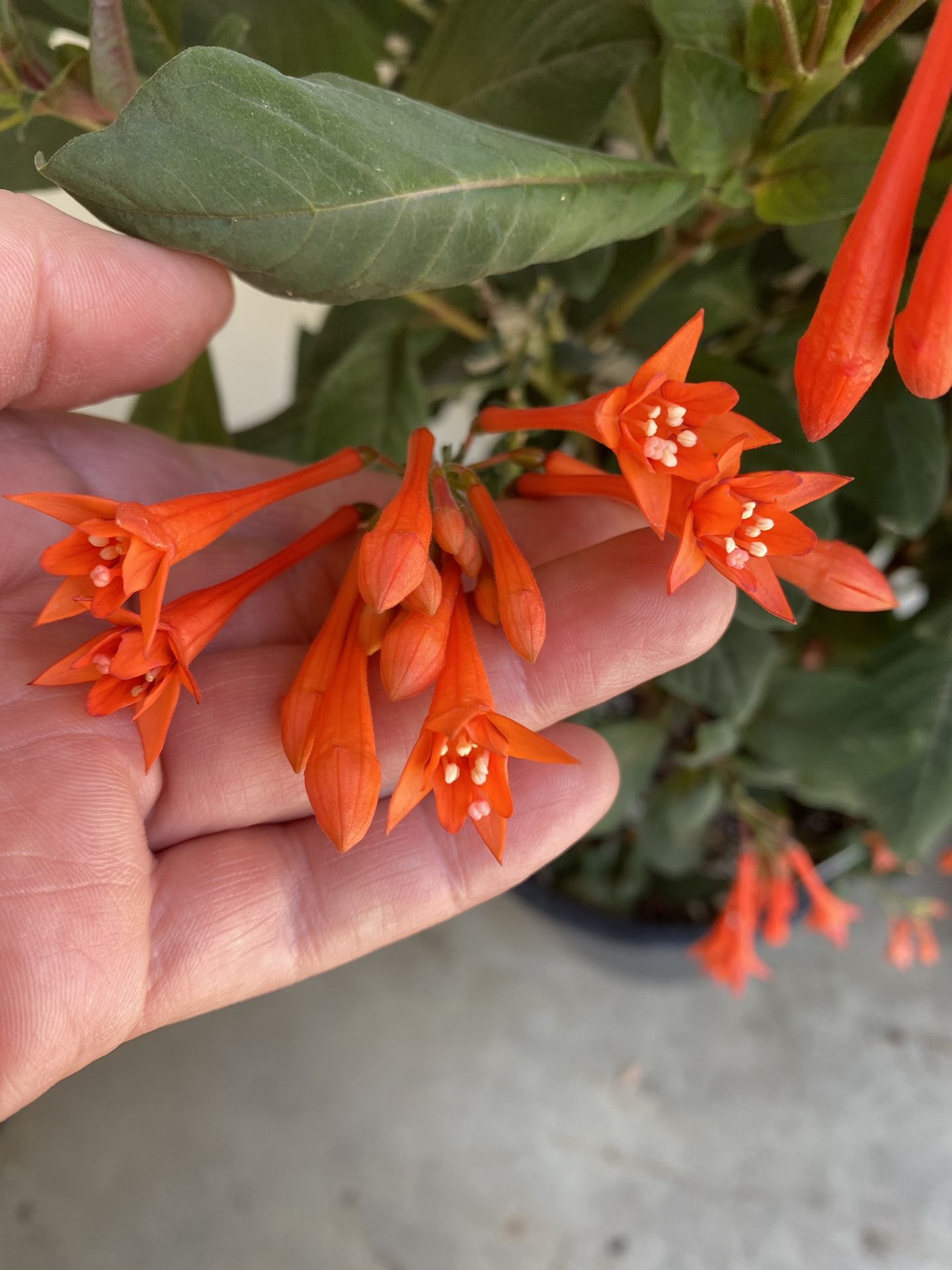 Fucshia Blooming Plant, In 5 Gallons Pot Pick Up only