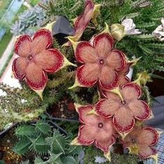 4” Stapelia Persian Carpet ( First Pic Is Reference)