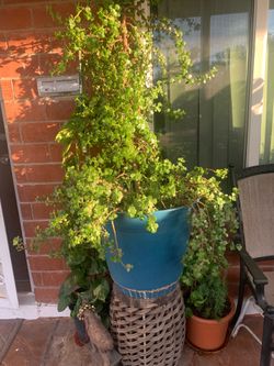 A Spotlight On Our Double XL Size Monster Plants