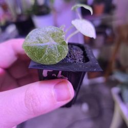 Alocasia Ninja Tricolor 