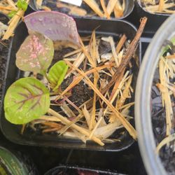 Red Callaloo Red Amaranth Starter Seedling