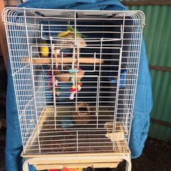 Bird Cage