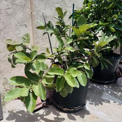 Seedless Dwarf Guava White Tree