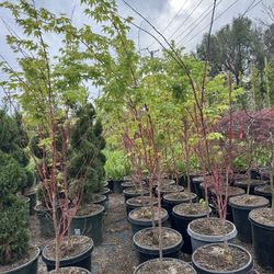 Sango Kaku Japanese Maples