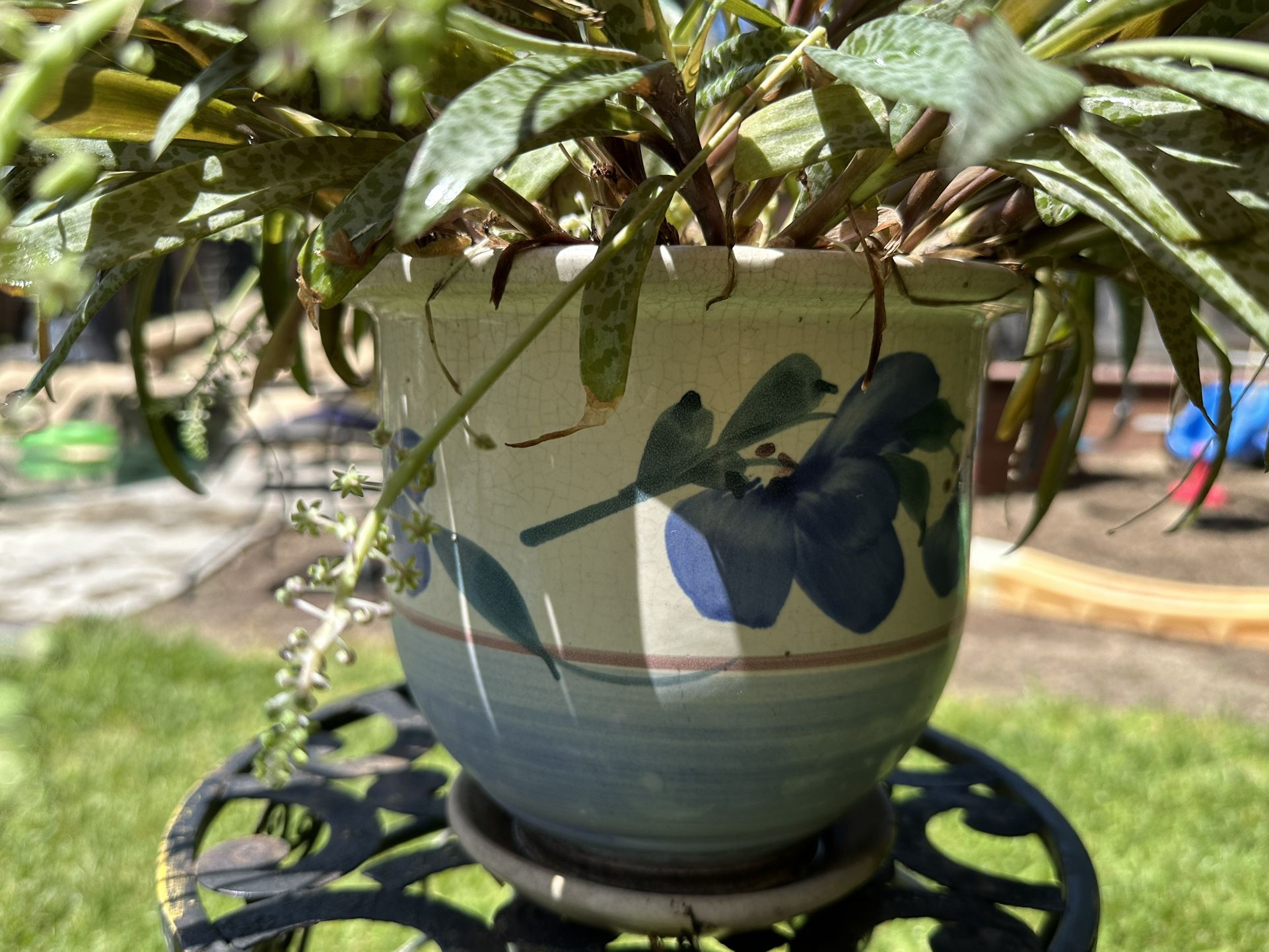 Ledebouria Plant In Ceramic Flower Pot