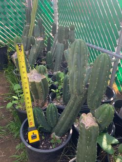 Nuestra Bonita San Pedro Cactus fully rooted plants