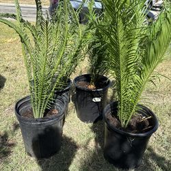 Medium Sized Palm Trees