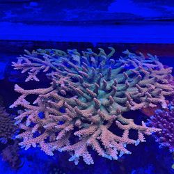 Fake Acropora Colony