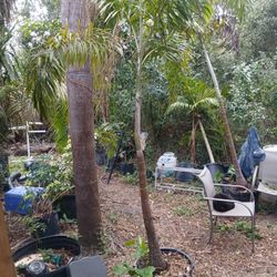 Palm trees, foxtails and Christmas palms.