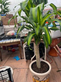 Corn Plant