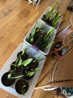 Indoor plants $10 each