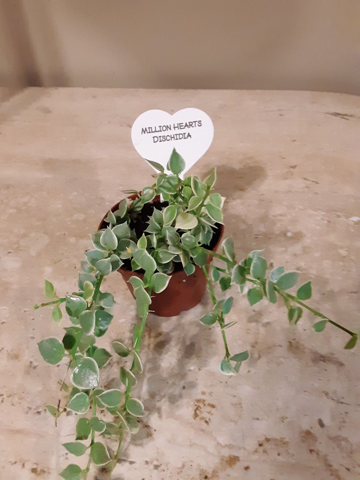 Million hearts plants 2.5 inches pot