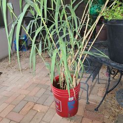5 Gallon Bucket Of Bamboo