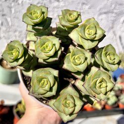 |Crassula Perforata|' String Of Buttons'|Easy Care|Drought Tolerant| 