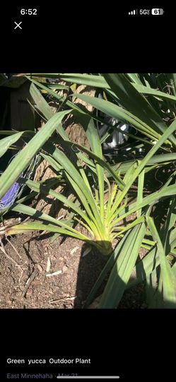 Yucca plant