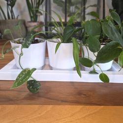 Mixed Planter 