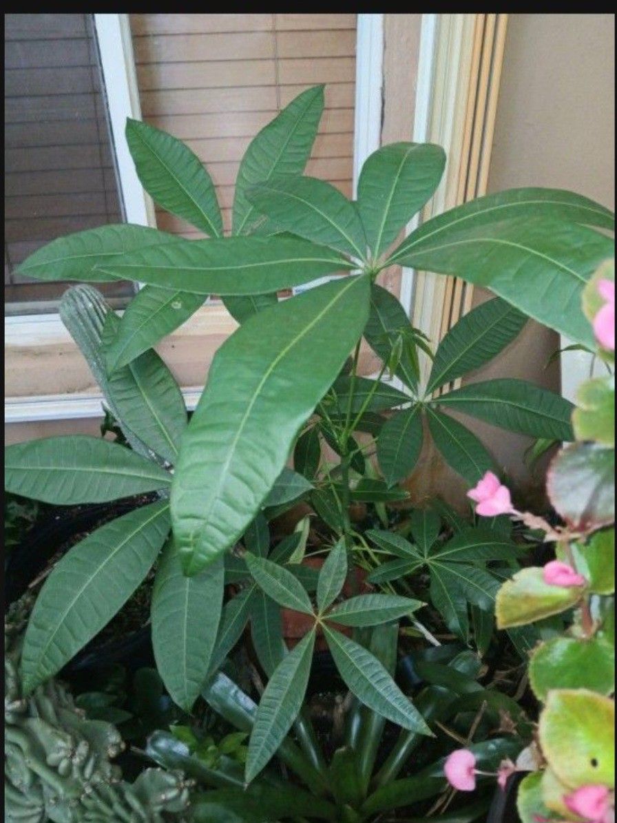 Money Tree Potted Plant