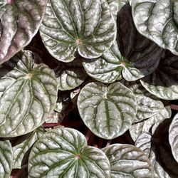6” Peperomia-Luna Red $23.99🩶❤️🩶