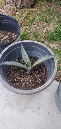  Plant