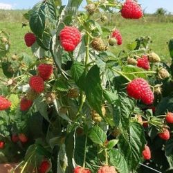 Raspberry Plant 