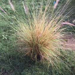 Tall Decorative Grass