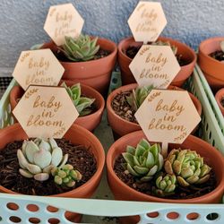 Babyshower Succulents pots