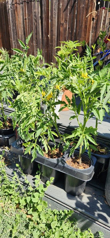 Tomato Plants