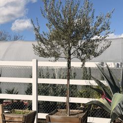 Olive Trees 30 Gal Single Trunks 