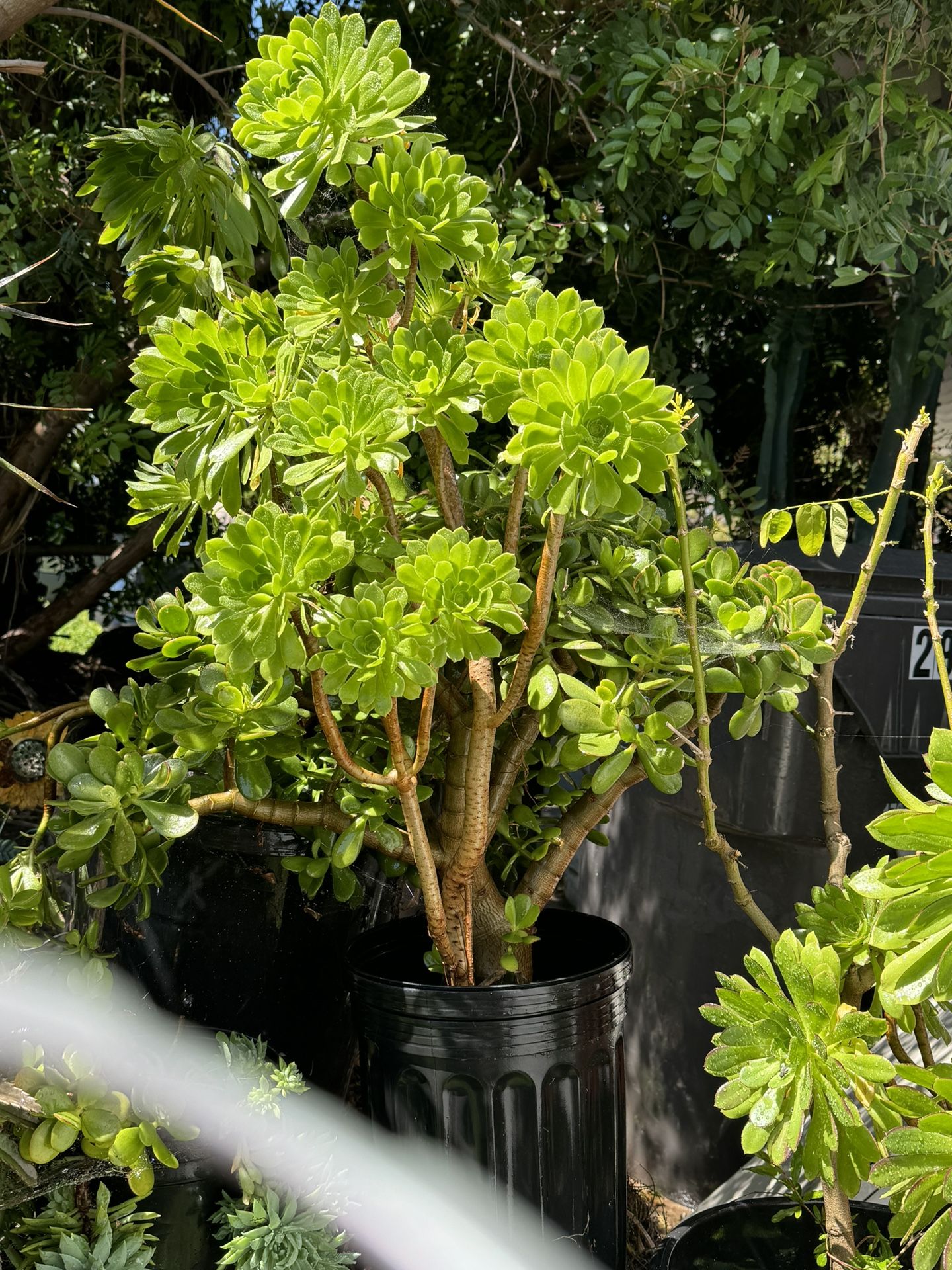 Aeonium Arboreum Plant