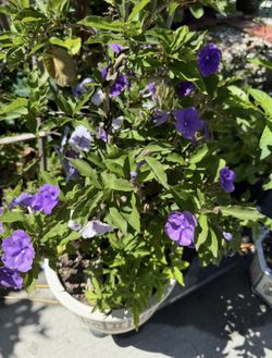 Yesterday, Today, and Tomorrow flower plant (Brunfelsia pauciflora)