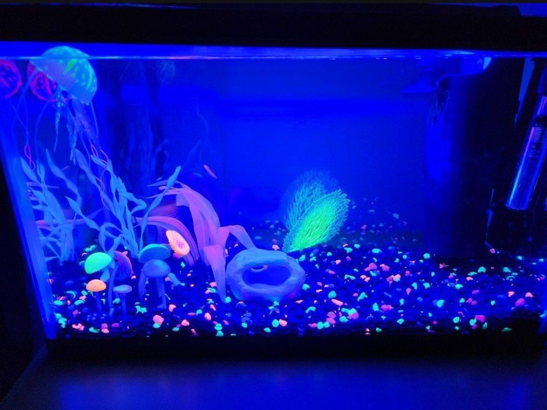 Everything You Need For A Fish Tank And The 10 Gallon Tank