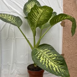 HERMOSAS PLANTAS NATURALES “ DIEFFENBACHIA COMPACT PLANT