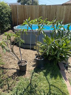 Plumerias White/yellow