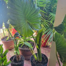 Elephant Ear Plant