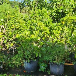 Clusias Plants For Inmediate Privacy!!! 4 Feet Tall 