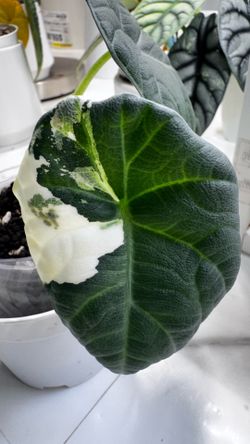 Alocasia maharani Albo