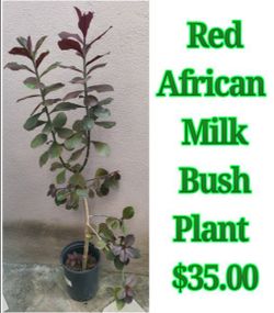 Red African Milk Bush Plant