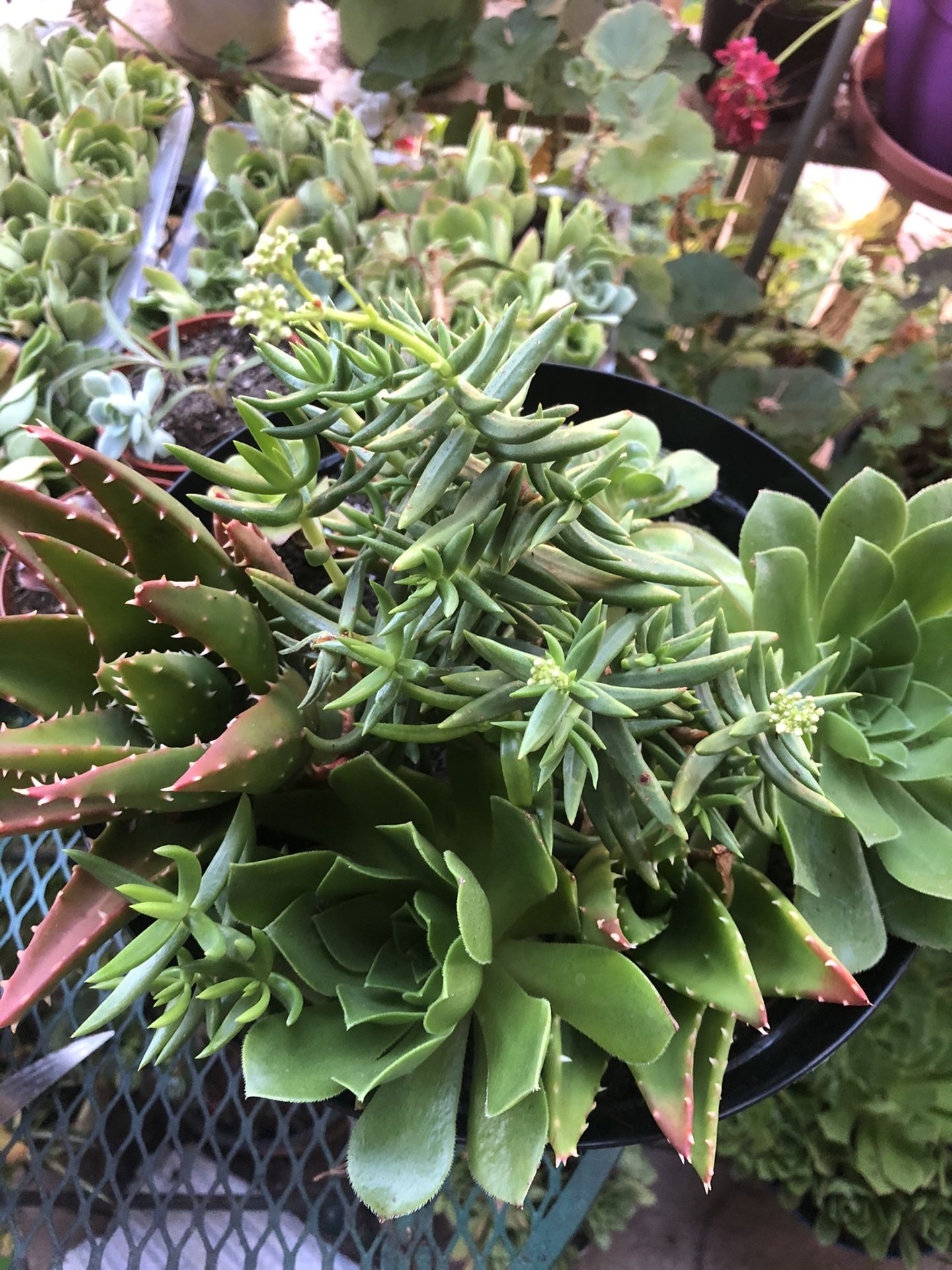 Big flower pot with a Mix of various succulents