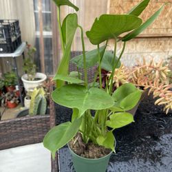 Monstera Deliciosa Plant