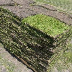 grass sod 