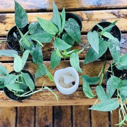 Price is each—Live indoor Cebu Blue Pothos plant in a plastic nursery planter pot—firm price