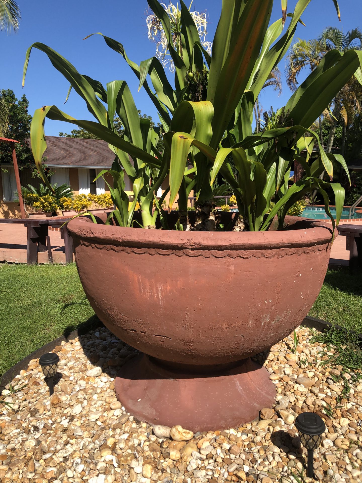 Huge plant pot