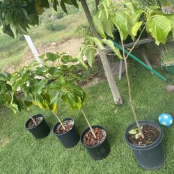 Native Hawaiian Kou Tree