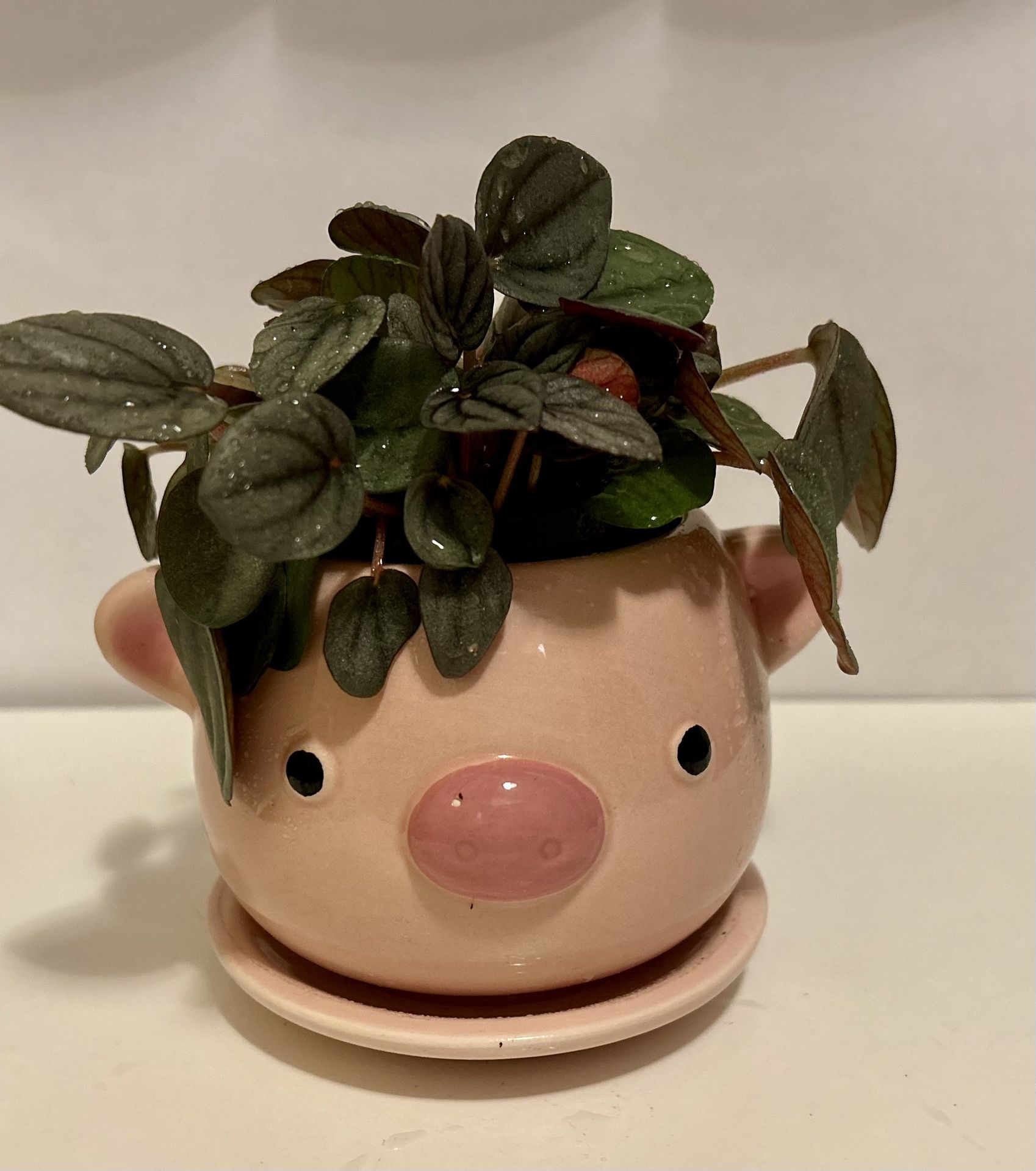 Animal Pots With Plants