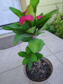 Corona de cristo